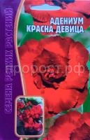 адениум красна девица адениум красна девица