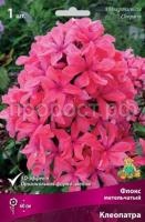 флокс метельчатый Клеопатра