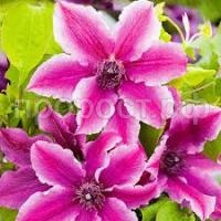 Без названия