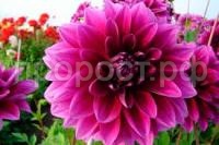 Без названия (1)