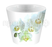 6196 бел орх 6196 бел орх