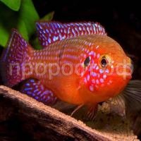 Хромис-красавец Хромис-красавец