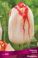 Тюльпан триумф Акварель_