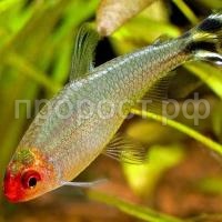 Родостомус  Родостомус