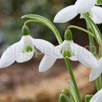 Без названия Без названия