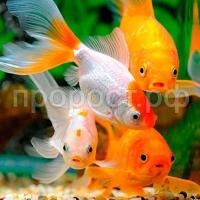 Золотая рыбка (ассорти) S Золотая рыбка (ассорти) S