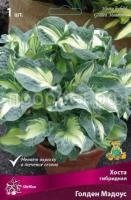 Хоста гибридная Голден Мэдоус