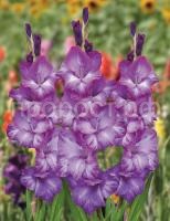 2szqavn9278ia0xgcff1syj005v4nuny