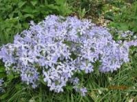 флокс май бриз