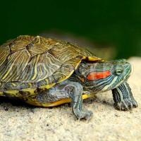 Красноухая черепаха Красноухая черепаха