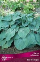 Хоста гибридная Блу Мэммуф