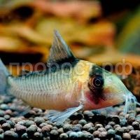 Коридорас в ассортименте Коридорас в ассортименте