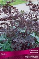 klopogon_vetvist_atropurpurea_kaper klopogon_vetvist_atropurpurea_kaper