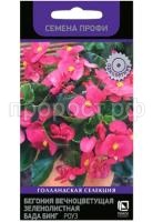 бегония бада бинг роуз