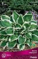 Хоста гибридная Карин