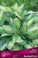 Хоста гибридная Джипси Роуз