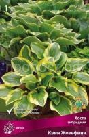 Хоста гибридная Квин Жозефина