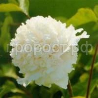 белый кристалл