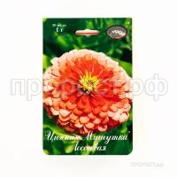 Цинния Мишутка лососевая 201 Каприс Цинния Мишутка лососевая 201 Каприс
