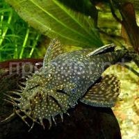 Анциструс обыкновенный M Анциструс обыкновенный M