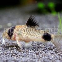 Коридорас панда  Коридорас панда