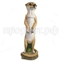 сурикат сурикат