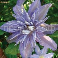 Clematis_Thyrislund