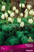 Дицентра красивая Аврора