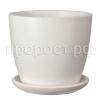 Грэй белый бутон Грэй белый бутон