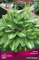Хоста гибридная Анна Кульпа