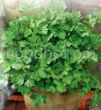 wc72lej1i9ei7jgcxwjp8lbz7uws8v3z