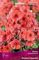 Флокс метельчатый Текила Санрайз