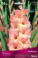 Гладиолус Прага