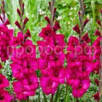 Без названия