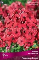 Флокс метельчатый Гренадин Дрим