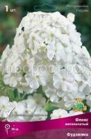 Флокс метельчатый Фудзияма