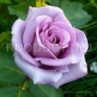 Без названия