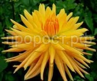 Без названия (1)