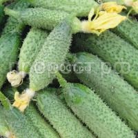 НоменклатураПрисоединенныеФайлы НоменклатураПрисоединенныеФайлы