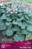 Хоста гибридная Блу Маус Ирс_ре