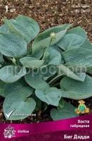 Хоста гибридная Биг Дэдди