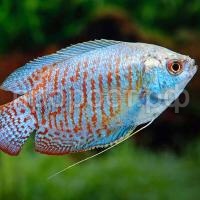 Лялиус самка(Colisa lalia) Лялиус самка(Colisa lalia)