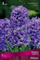 Гиацинт Атлантик