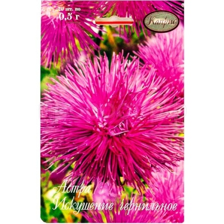 Астра Искушение чернильная 20*1 Астра Искушение чернильная 20*1