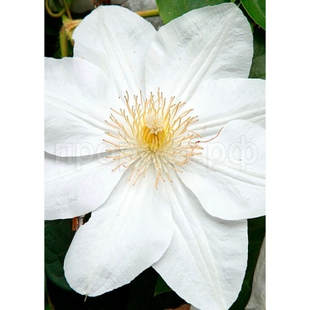 Саженцы Клематис (капер) Мадам Ле Культр