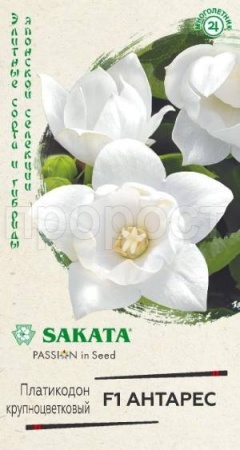 Платикодон (Ширококолокольчик крупноцветковый) Антарес F1, крупноцветковый 4 шт Платикодон (Ширококолокольчик крупноцветковый) Антарес F1, крупноцветковый 4 шт