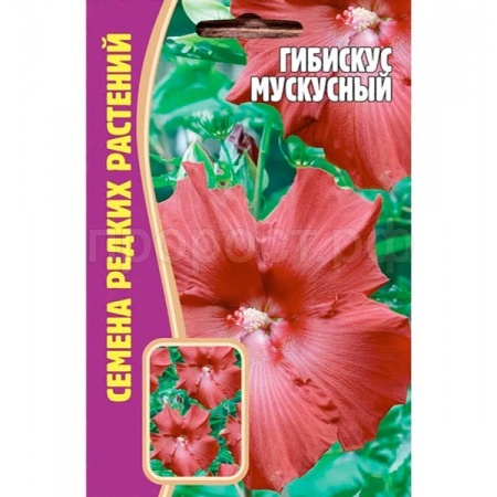 Гибискус Мускусный 5 шт Гибискус Мускусный 5 шт