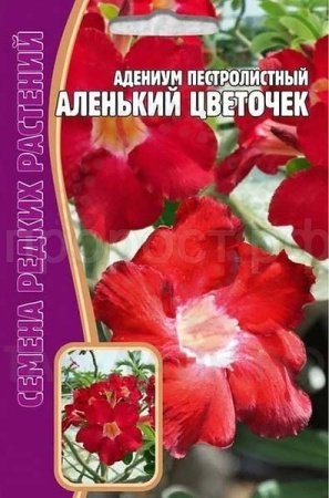 Адениум Аленький Цветочек 3 шт Адениум Аленький Цветочек 3 шт