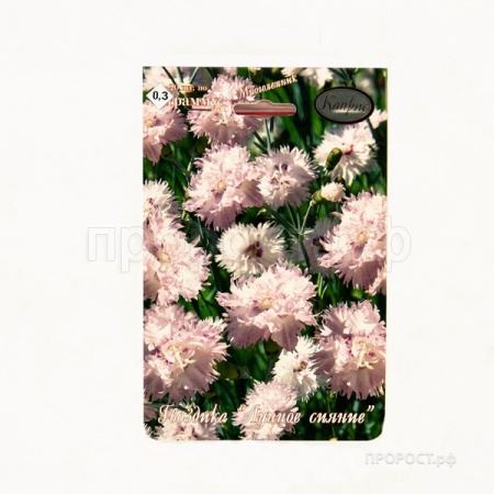 Гвоздика Перистая Лунное сияние 20*0,3  Гвоздика Перистая Лунное сияние 20*0,3