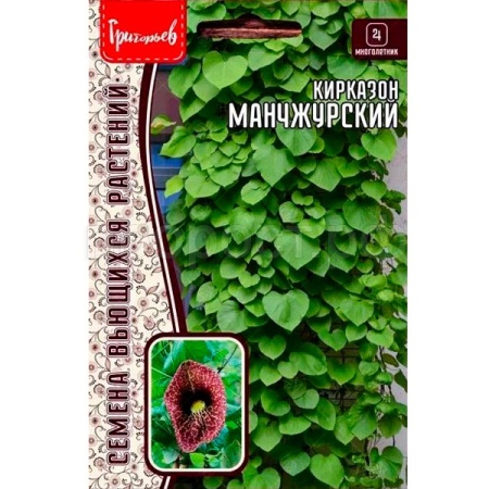 Редкие растения Кирказон манчжурский 20шт 